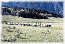 Dead cows killed by lightning along a fence.