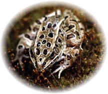 Leopard Frog