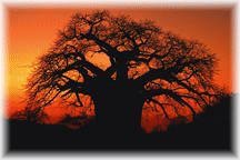 South Arican Limpopo tree at sunset