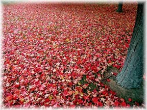 Red Leaves