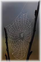 :Spider web  with dew drops