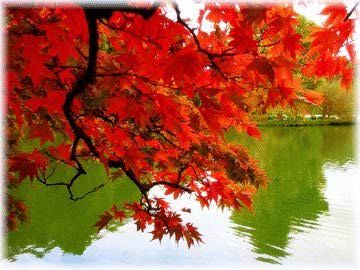 Blazing Autumn Color
