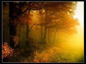 Autumn Light in the Mist