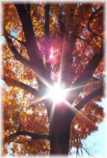 Warm Autumn Sun