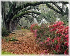 Azaleas under Oaks, Old Mississippi