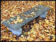 Park bench in autumn