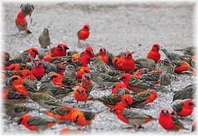Birds of a Feather