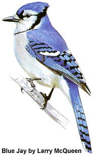 Blue Jay