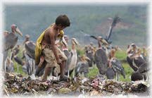 Boy competes with pelicans for food