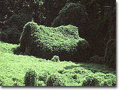 A cabin covered by kudzu