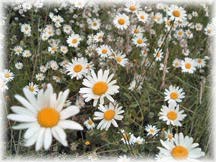 Daisies