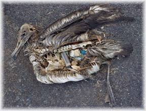 Dead Albatross