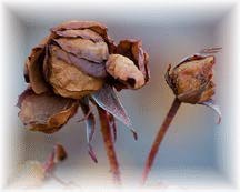 Dead Roses