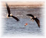Two bald eagles fight over a fish