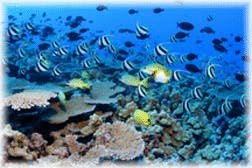 French Frigate Shoals Reef