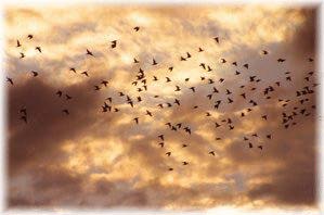 Birds at sunset