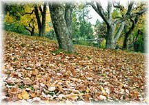 Carpet of Gold