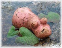 Potato desguised as a hippopotamus