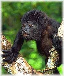 Young black howler monkey