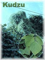 Kudzu composite