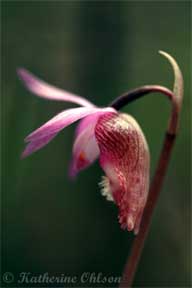 Orchid