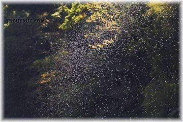 A Mayfly Hatch