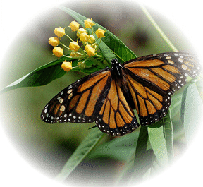 Monarch on Milkweed