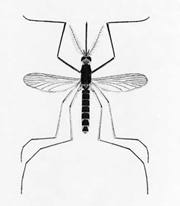 Culex Mosquito