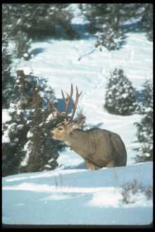 Mule deer browsing in winter