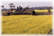 Mustard field in Nepal by Scott Yost