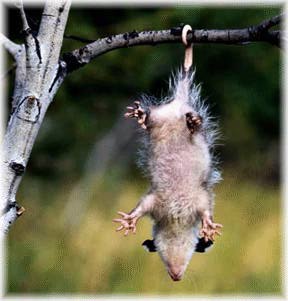 Dangling Marsupial