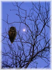 Owls are effient night hunters.