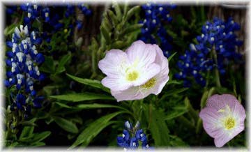 Evening Primrose in Blue Bonnets