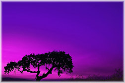 Purple Haze