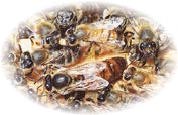 A queen bee surrounded by her workers