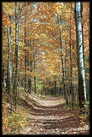 Forest road in autumn