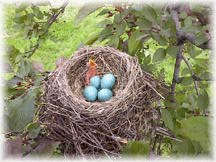 A hatchling amid eggs in a Robin's nest.