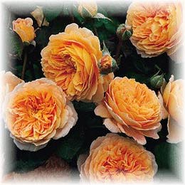 The beauty of new bloom