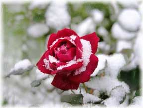 A aroseinsnow.jpgRose on Snow