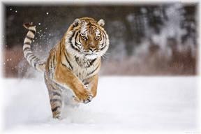 Running in Snow