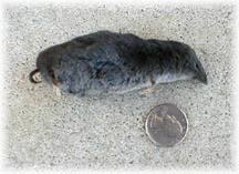 Dead Shrew