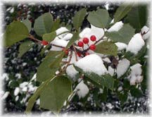 Holly in snow