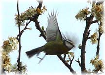 Sparrow in Flight