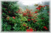 Spring n El Conte Mountain