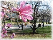 Spring in New York City