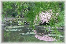 Still waters in spring.
