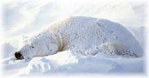 Starved Polar Bear