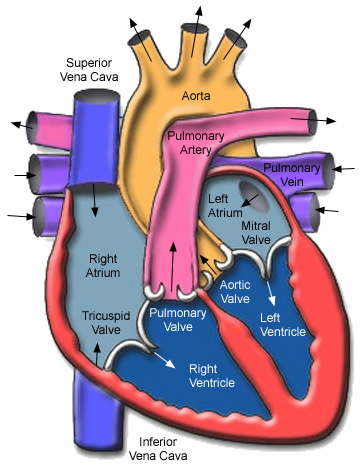 The Human Heat:  Texas Heart Institute