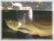 Turtle on Fish Sandwich