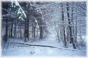 Dead of Winter